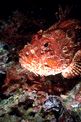 Scorfano rosso (Scorpaena scrofa)