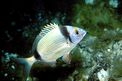 Sarago fasciato (Diplodus vulgaris)