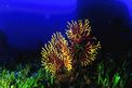 Gorgonia rossa (Paramuricea clavata)