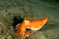 Polpessa (Octopus macropus)