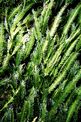 Caulerpa (Caulerpa taxifolia)