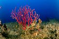 Gorgonia rossa (Paramuricea clavata)