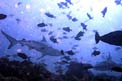 Squalo grigio del reef (Carcharhinus amblyrhynchos)