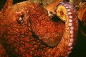 Polpo comune (Octopus vulgaris)