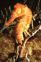 Cavalluccio marino comune (Hippocampus taeniopterus)