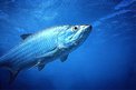 Tarpone (Megalops atlanticus)