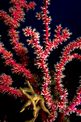 Gorgonia rossa falsa (Parerythropodium coralloides)