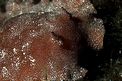 Doride argo (Platydoris argo)