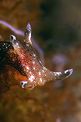Lepre di mare (Aplysia punctata)