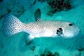 Pesce palla (Arothron stellatus)