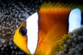 Pesce pagliaccio (Amphiprion bicinctus)