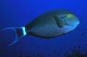 Pesce chirurgo (Acanthurus gahm)