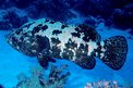 Cernia marmorizzata (Epinephelus polyphekadion)