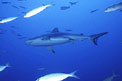 Squalo grigio del reef (Carcharhinus amblyrhynchos)