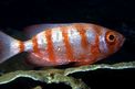Pesce occhio grosso (Priacanthus hamrur)