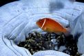 Pesce pagliaccio rosa (Amphiprion perideraion)
