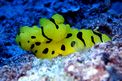 Notodoris (Notodoris minor)