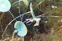 Lumachina verde (Elysia timida)