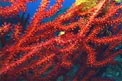 Gorgonia rossa (Paramuricea clavata)