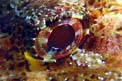 Scorfano rosso (Scorpaena scrofa)