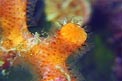 Falso corallo (Myriapora truncata)