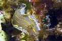 Doride dipinto (Hypselodoris picta)