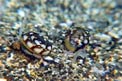 Mollusco gasteropode (Cyclope donovai)