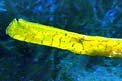 Pesce ago cavallino (Syngnathus typhle)