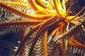 Pesce ventosa dei crinoidi (Discotrema crinophila)
