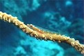 Gobide del corallo a frusta (Bryaninops youngei)