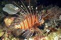 Pesce cobra ocellato (Pterois antennata)