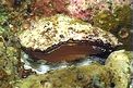 Bivalve (Spondylus squamosus)