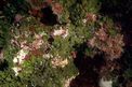 Alga velluto (Palmophyllum crassum)
