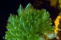 Alga verde (Bryopsis feldmannii)