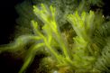 Alga a candelabro verde (Codium fragile)