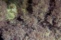 Alga calcarea (Jania corniculata)