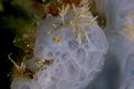 Spugna incrostante blu (Phorbas tenacior)