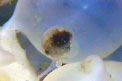 Seppia (Sepia officinalis)