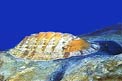 Chitone (Chiton olivaceus)