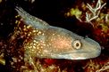Murena (Muraena elena)