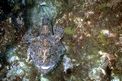 Rana pescatrice (Lophius piscatorius)