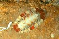 Chitone (Chiton olivaceus)