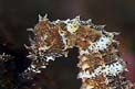 Cavalluccio marino (Hippocampus guttulatus)