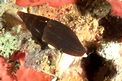 Gasteropode (Vexillum ebenus)