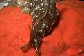 Lepre di mare (Aplysia fasciata)
