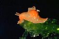 Nudibranchio ala di pipistrello (Gastropteron rubrum)