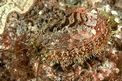 Orecchia di mare (Haliotis tuberculata lamellosa)
