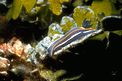 Doride di Gascon (Hypselodoris gasconi)