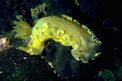 Doride dipinto (Hypselodoris picta)