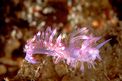 Flabellina pedata (Flabellina pedata)